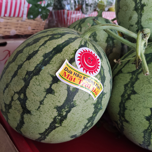 Dưa hấu không hạt (Mặt trời đỏ)